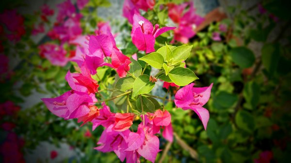 Quelle valeur ajoute une piscine à votre maison ?