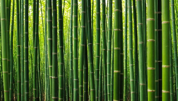 Comment sécher efficacement le bambou vert chez soi